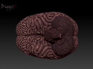 Brain01